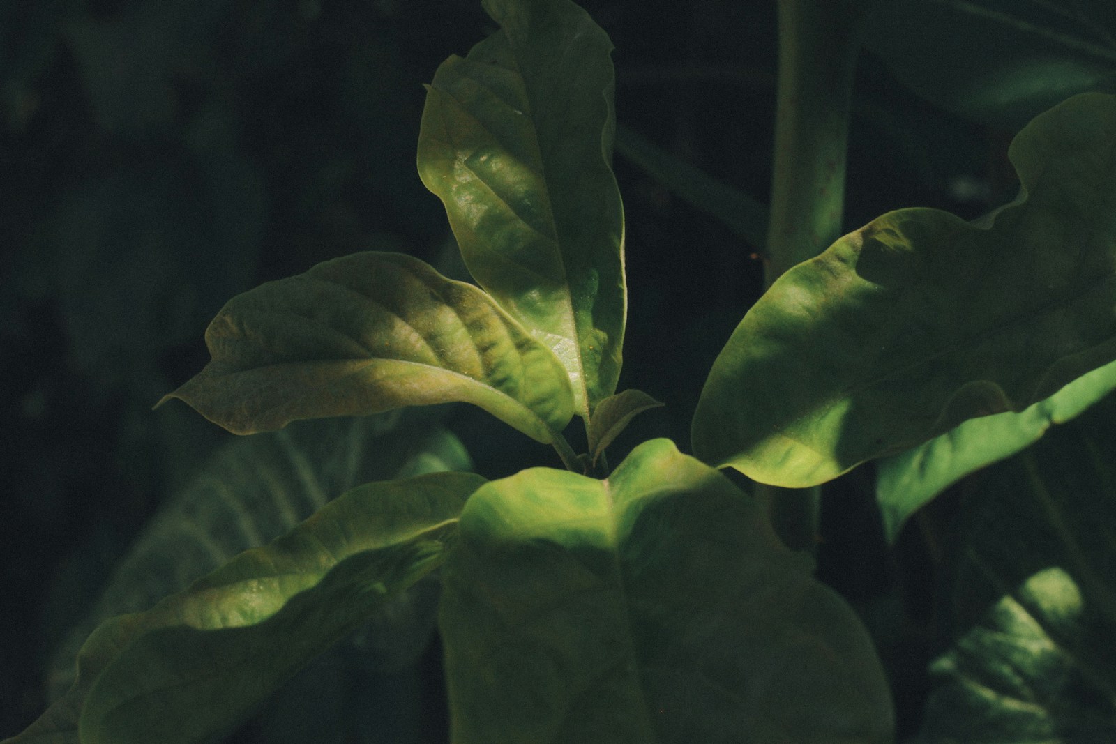 green leaves in close up photography